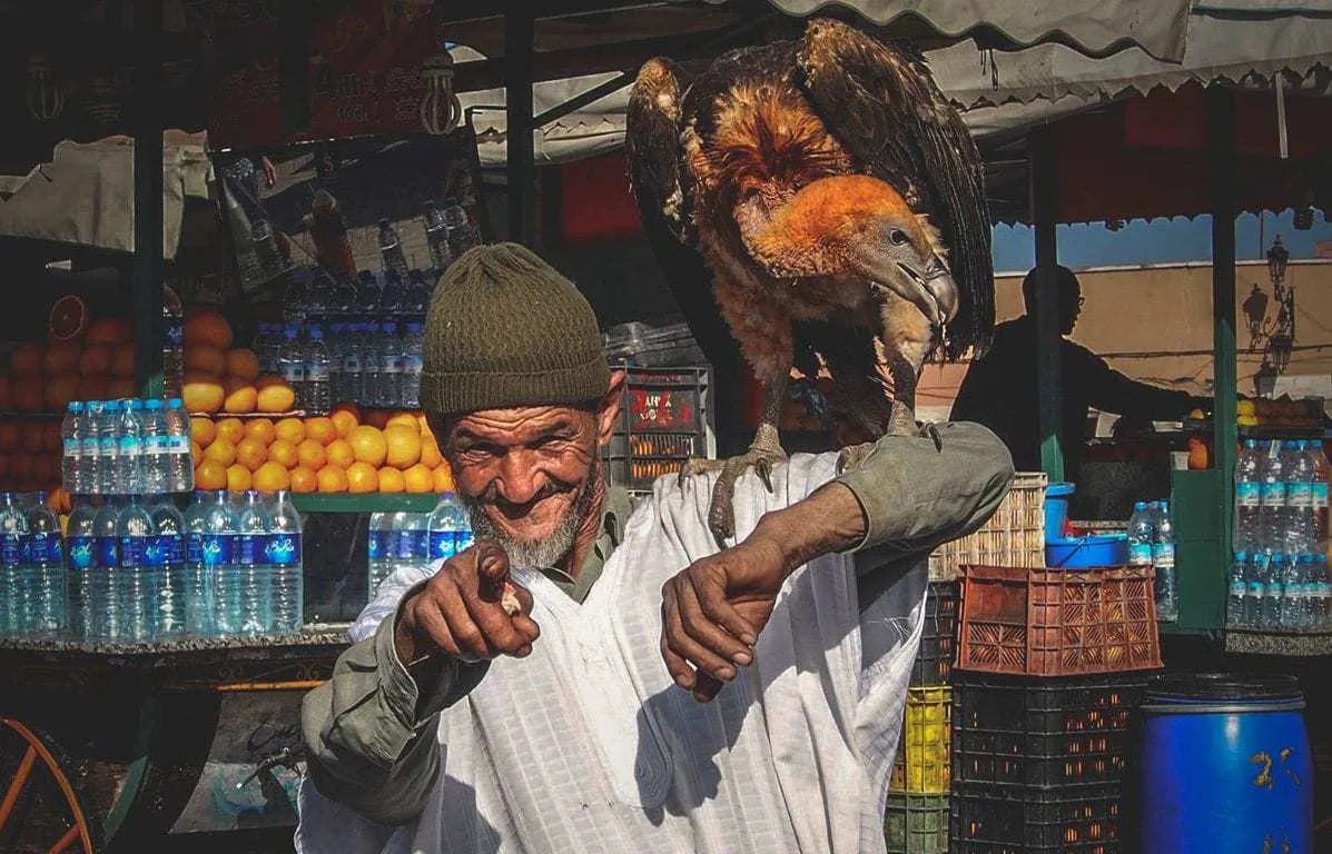Man with Vulture in Marrakech Morocco. Is Marrakech safe. Beware of scammers in Marrakesh.