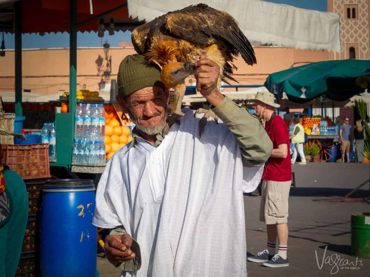 Man with Vulture in Marrakech Morocco Jemaa el-Fnaa. Is Morrocco safe. Beware of pickpockets in Marrakesh Beware of scammers in Marrakesh.