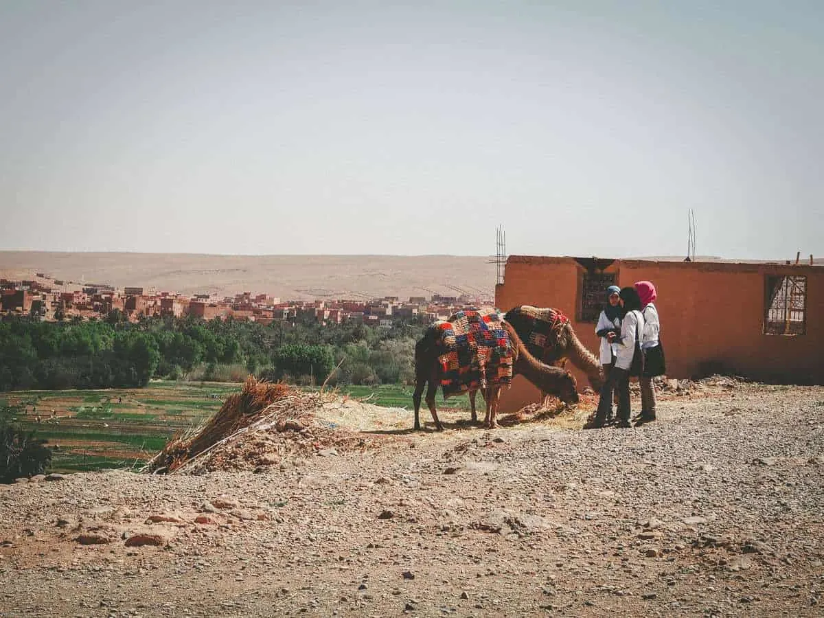 A desert scene on a moroccan road trip with 2 colourfully clothes lamas. Driving from Marrakech to Fez via the Atlas Mountains and Sahara Desert