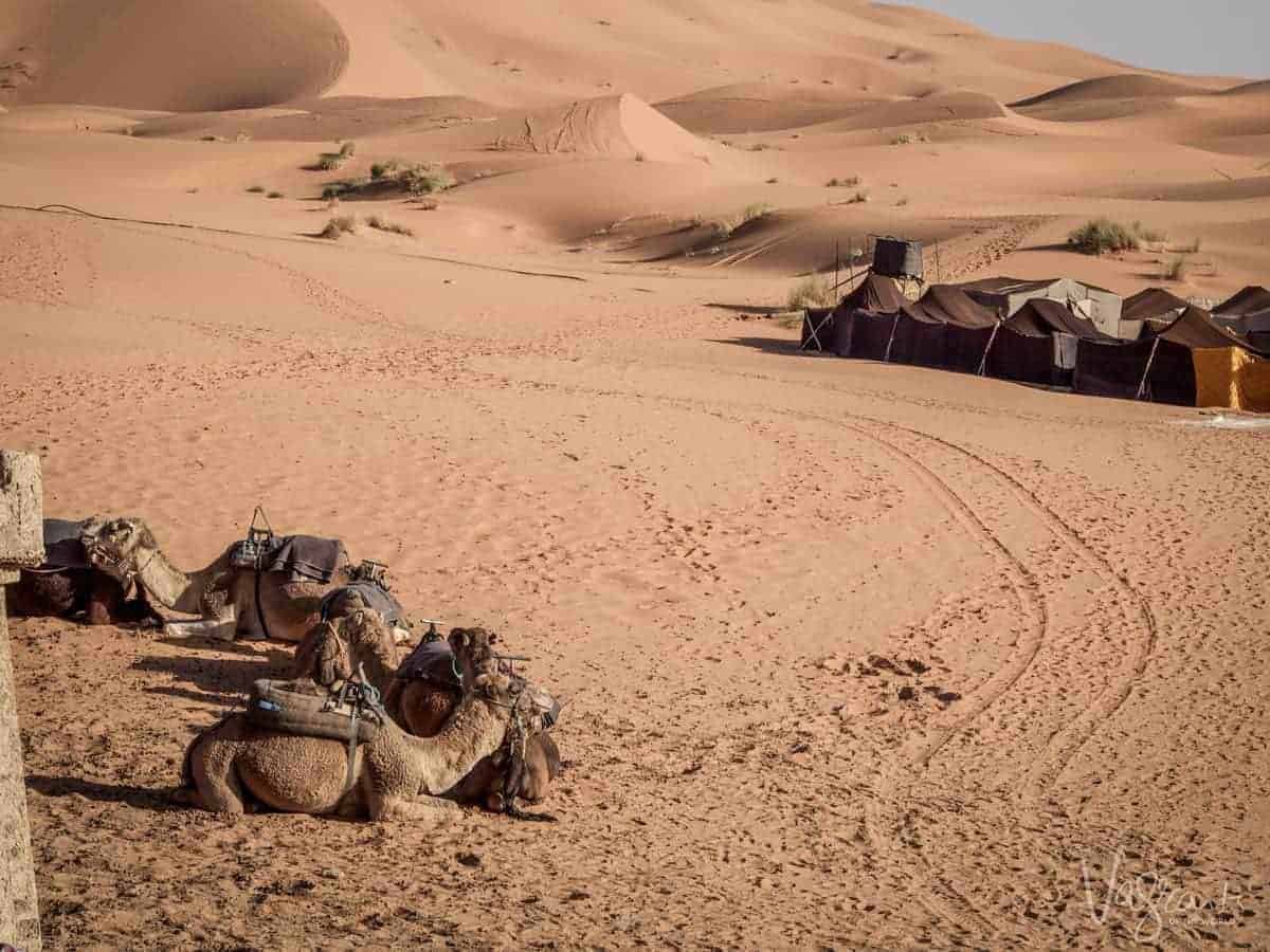Sahara Desert dunes annd camels resting
