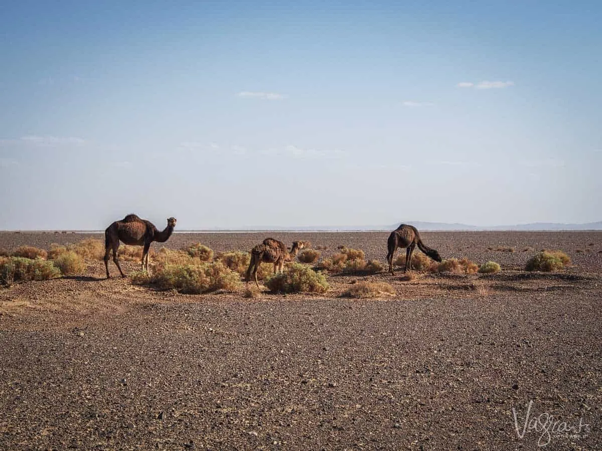 Sahara Desert Tours - Camel trekking in Morocco