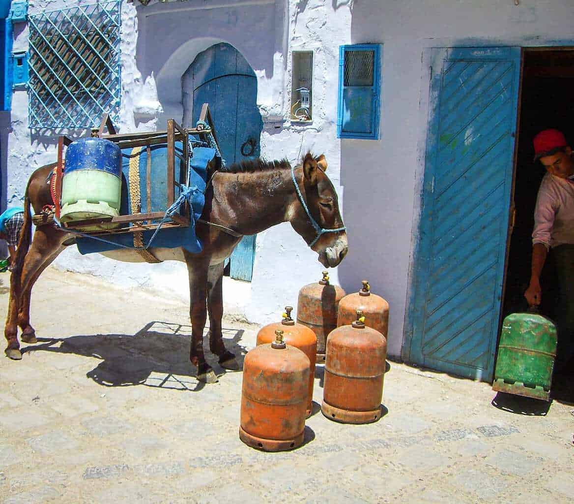 Donkey in Chefchaouen Morocco