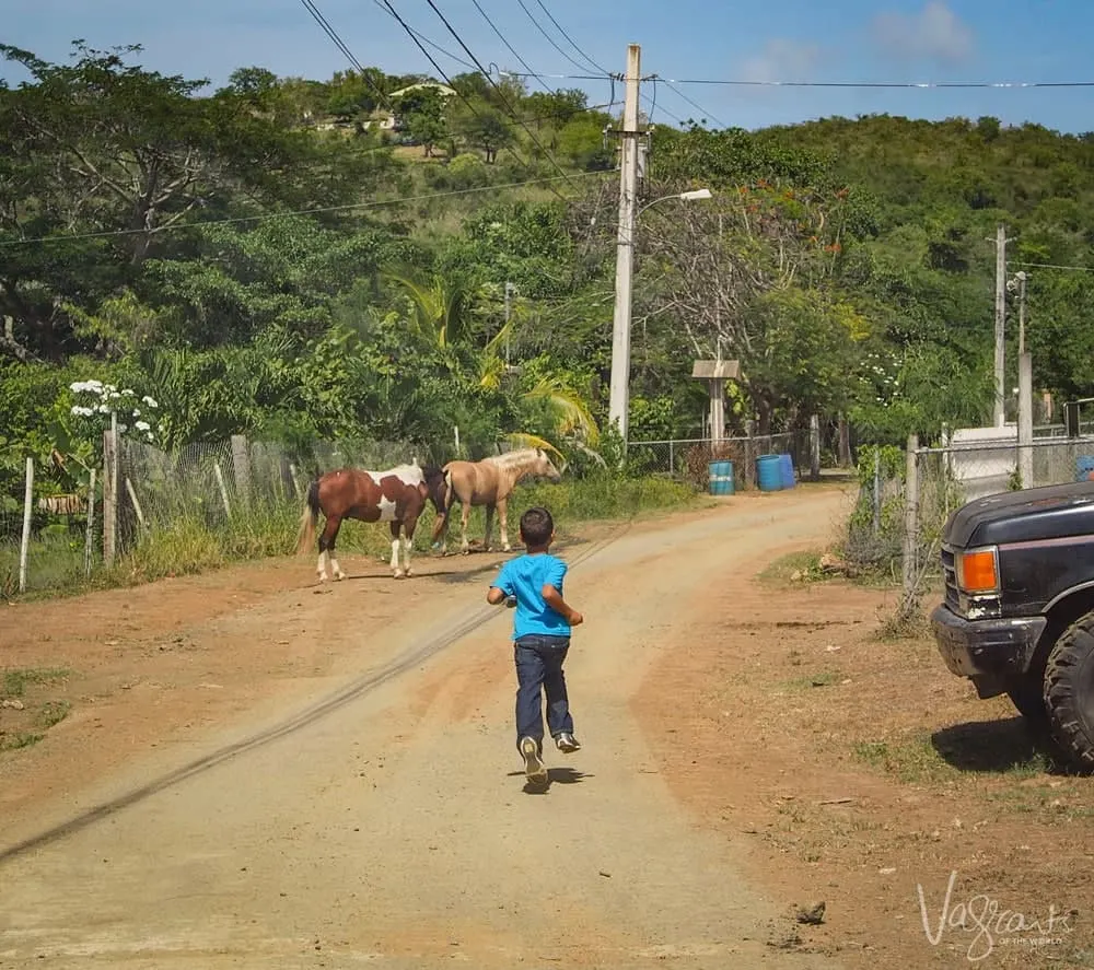 Vieques Island - Boy and wild horses on the road