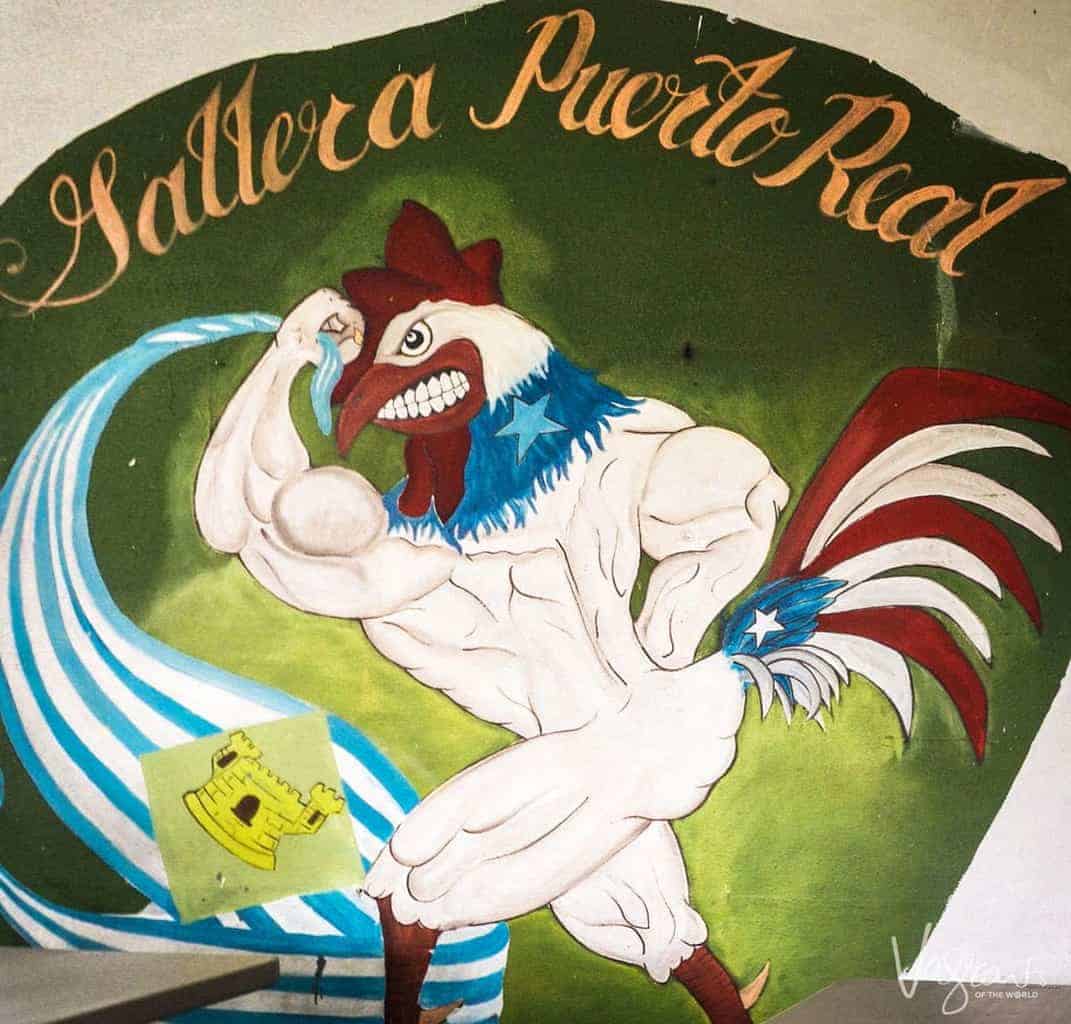 Cock Fighting in Puerto Rico