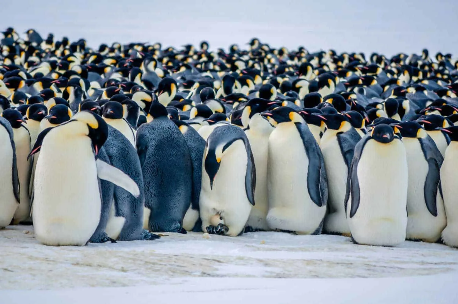 emperor penguins Antarctica