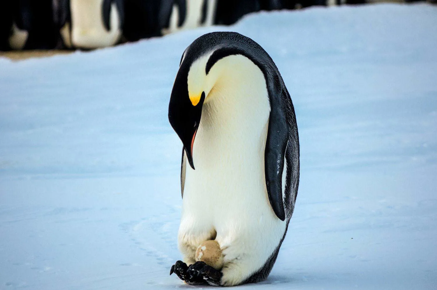 emperor penguins Antarctica