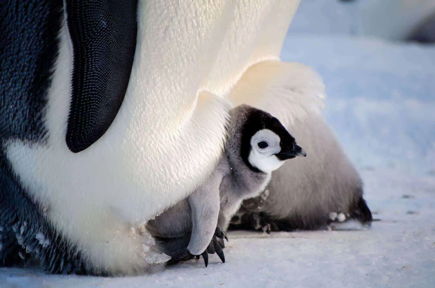 emperor penguins Antarctica