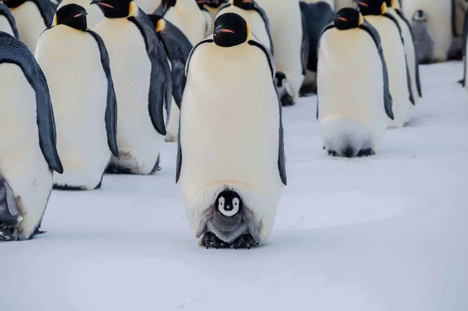 emperor penguins Antarctica