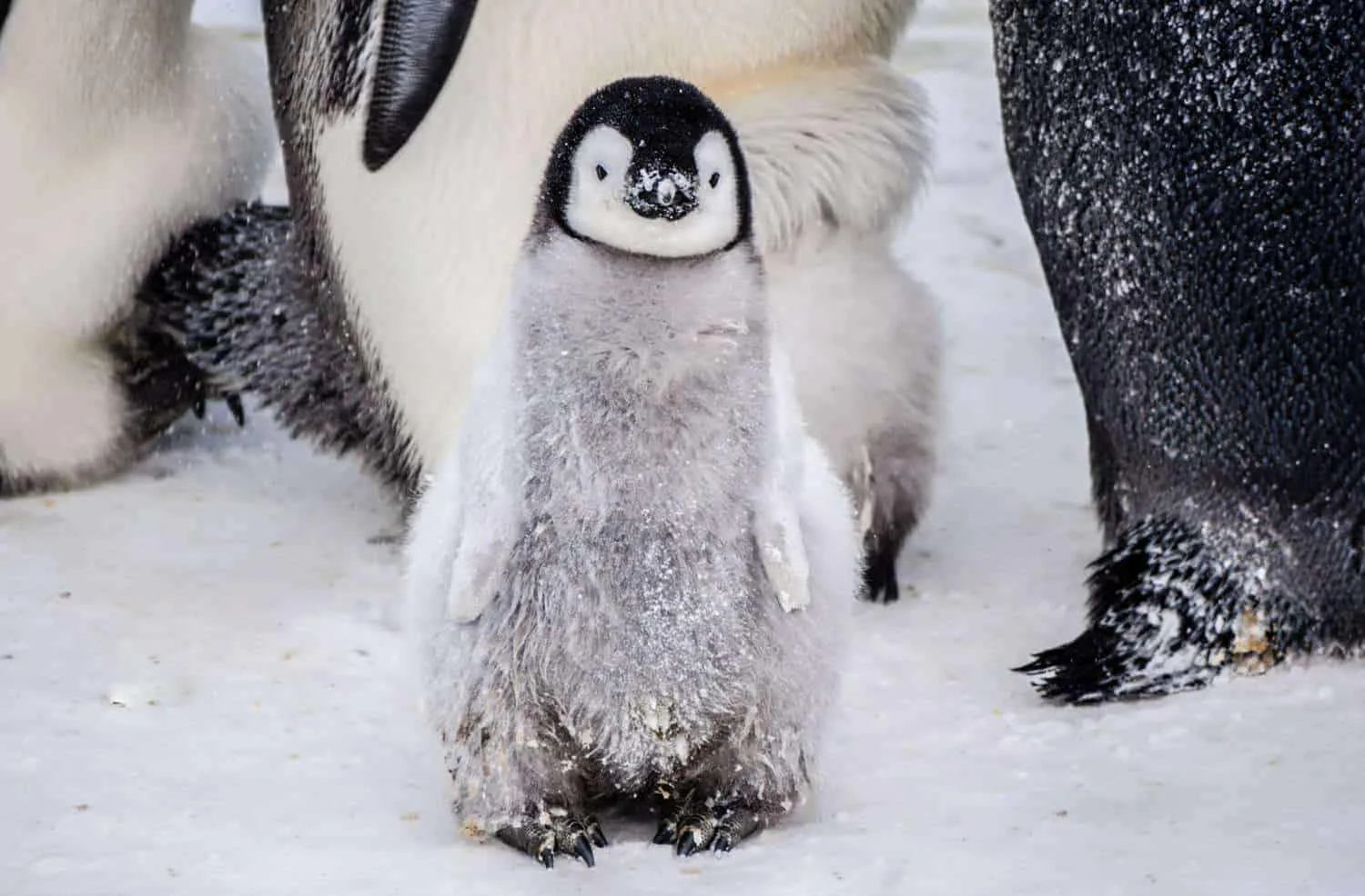 emperor penguins Antarctica