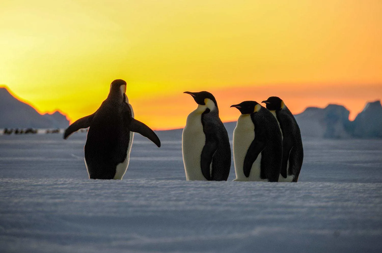 emperor penguins Antarctica