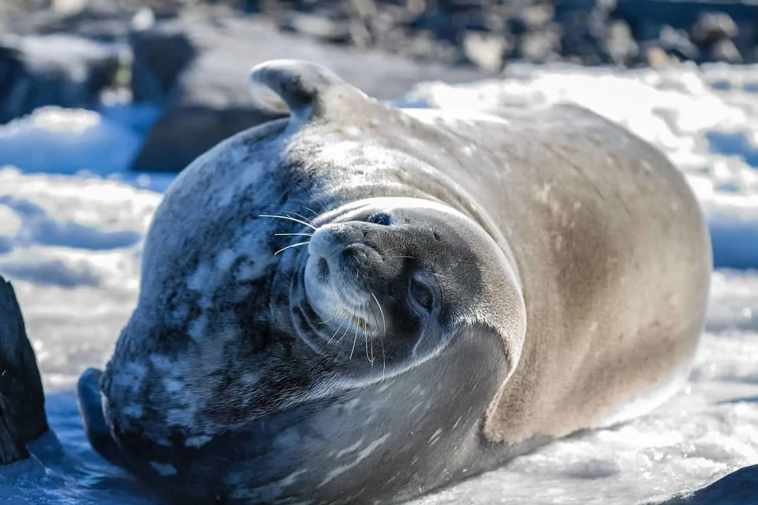 Antarctica