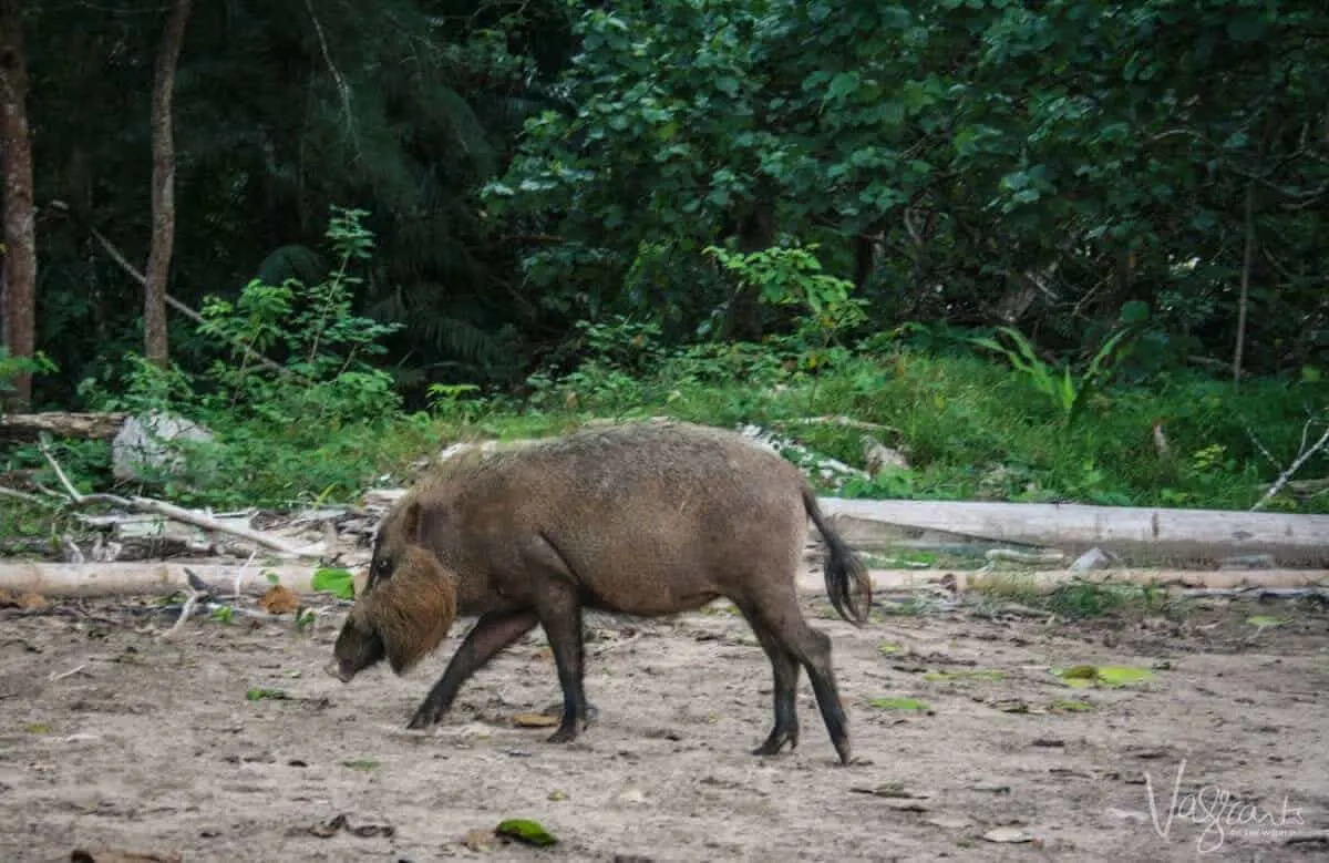 Bornean Bearded Pig- Bako National Park, Borneo