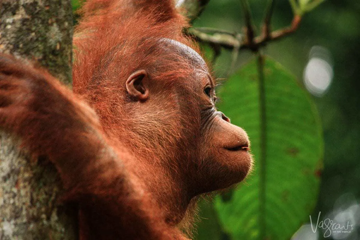Orangutan - Semengoh,Borneo