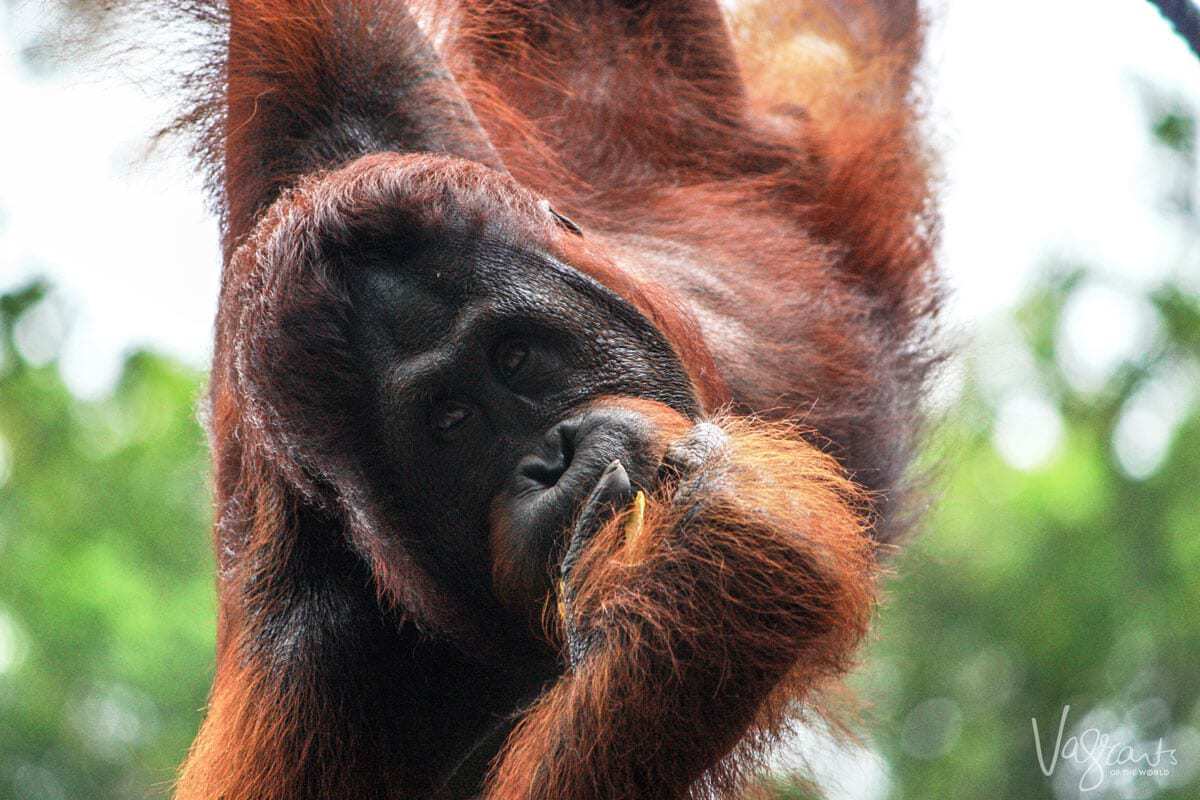 Orangutan - Semengoh,Borneo