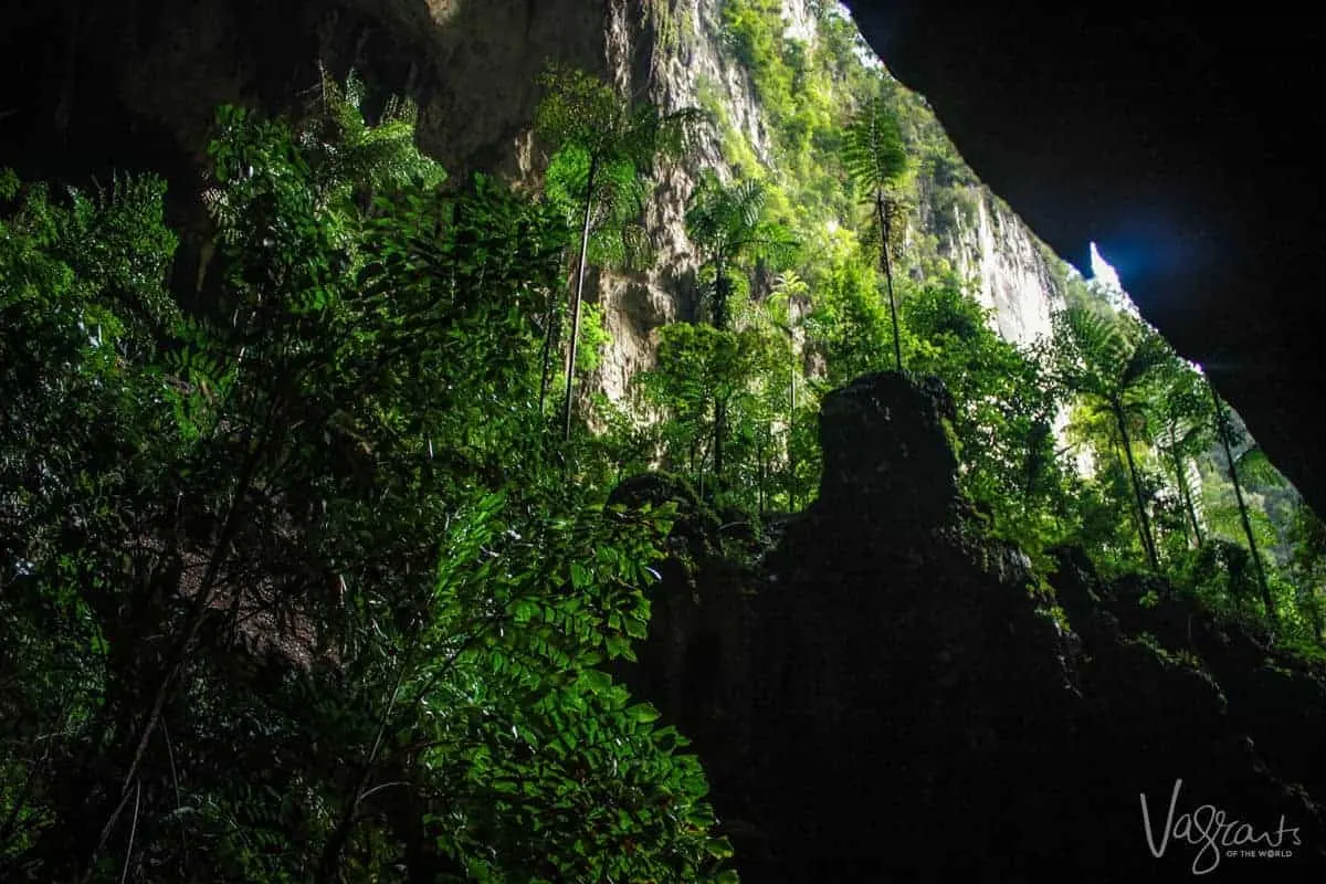 Deer Cave- Gunung Mulu National Park, Borneo