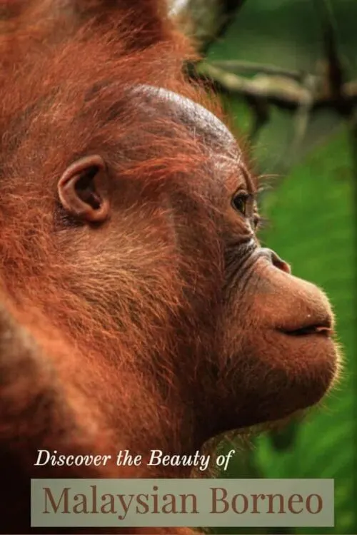 Close up of baby orangutan in Borneo