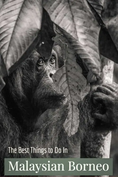 Black and white image of an adult orangutan looking through leaves