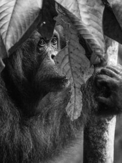 Orangutan Borneo Malaysia