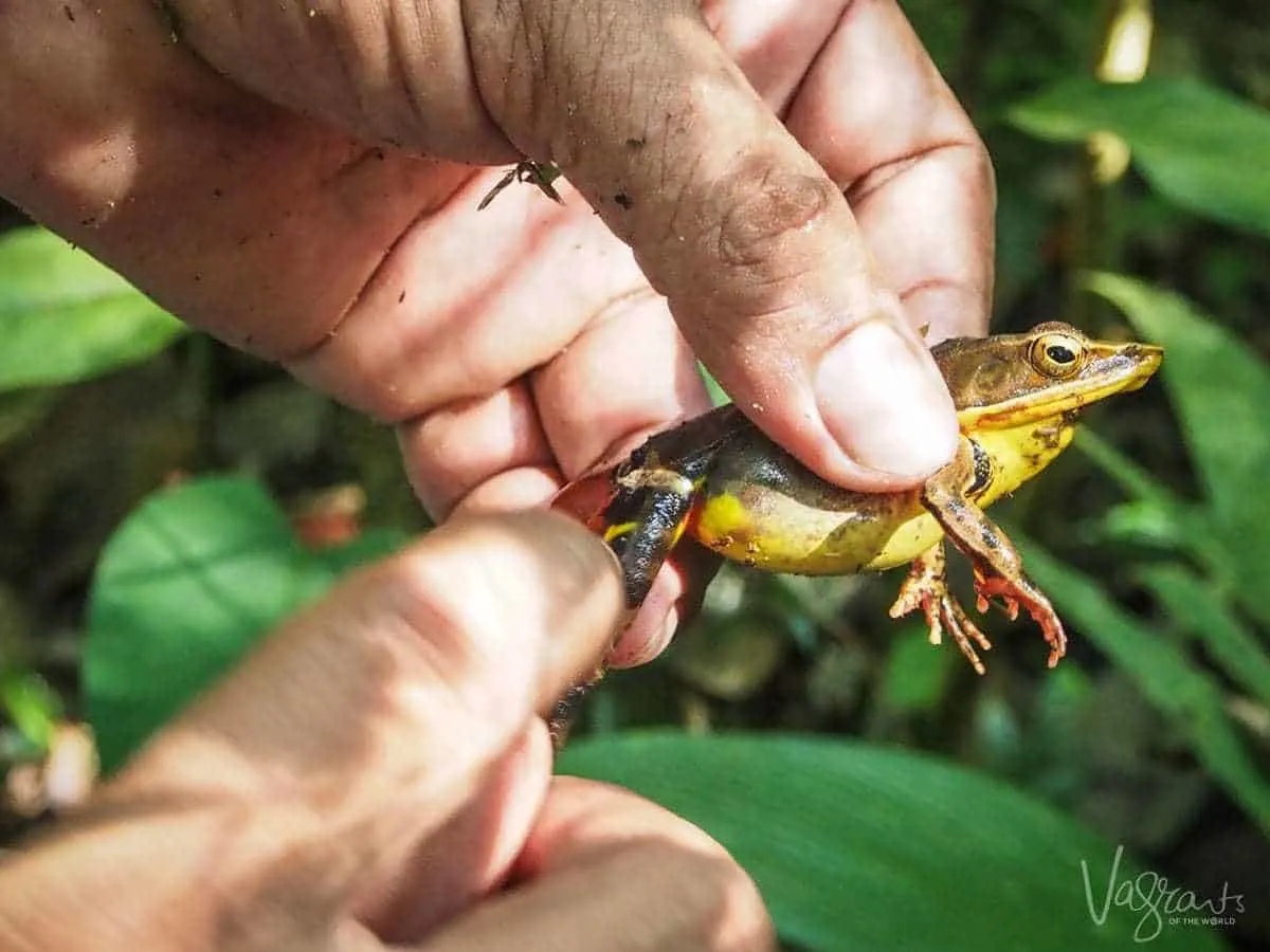 Wildlife on the Rio San Juan - Nicaragua