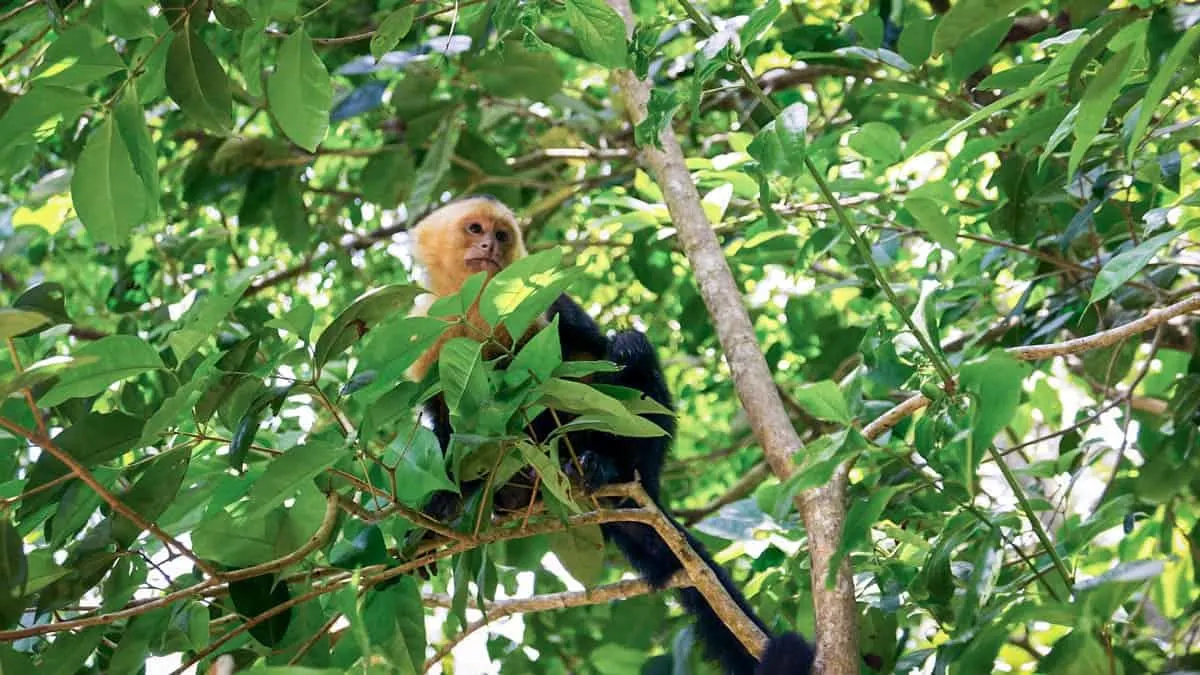 Rio San Juan Tours Nicaragua - Howler Monkey