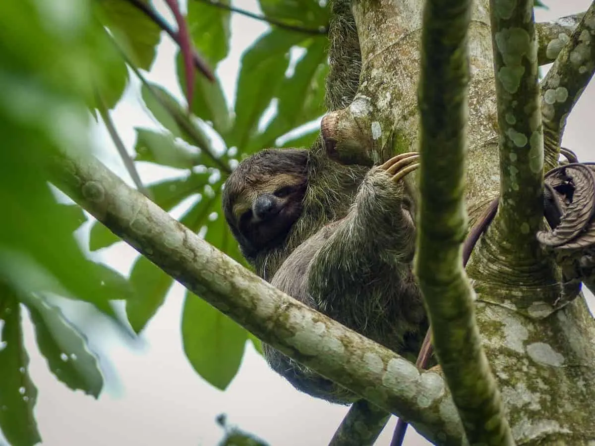 Rio San Juan Tours Nicaragua - Sloth in Tree