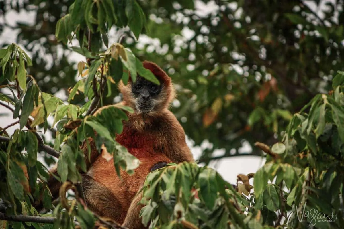 Las Isletas Nicaragua - Best things to do in Granada Nicaragua