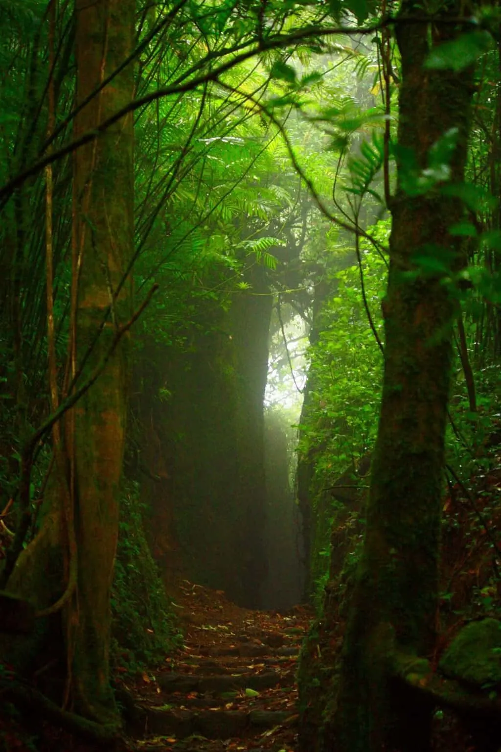 Mombacho Volcano Cloud Forrest. NIcaragua