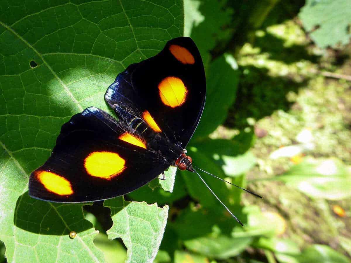 Butterflies in the San Jose Museum Costa Rica