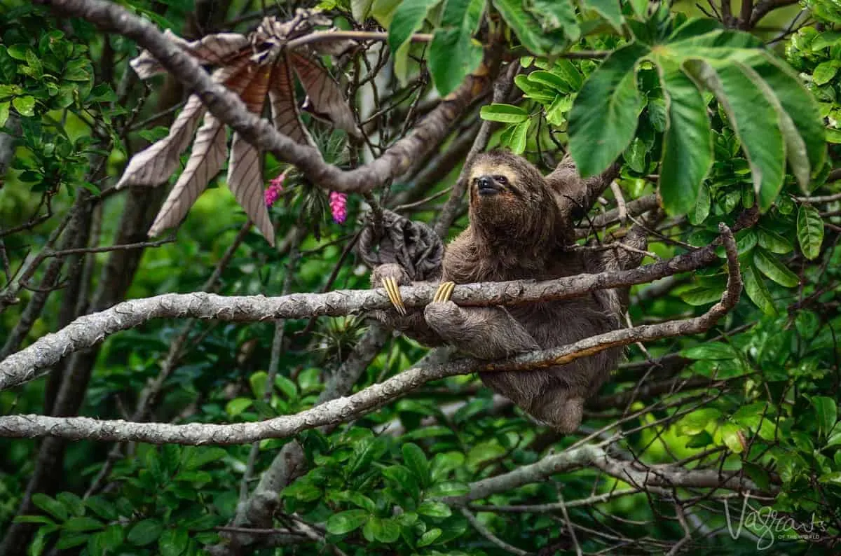 Sloth in Tree Matagalpa Nicaragua