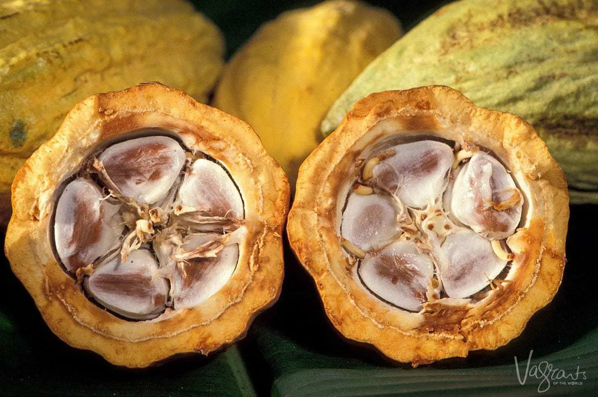 Cacao farming Matagalpa Nicaragua