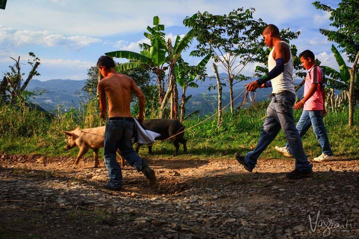 Young Farmers with pigs in Nicaragua
