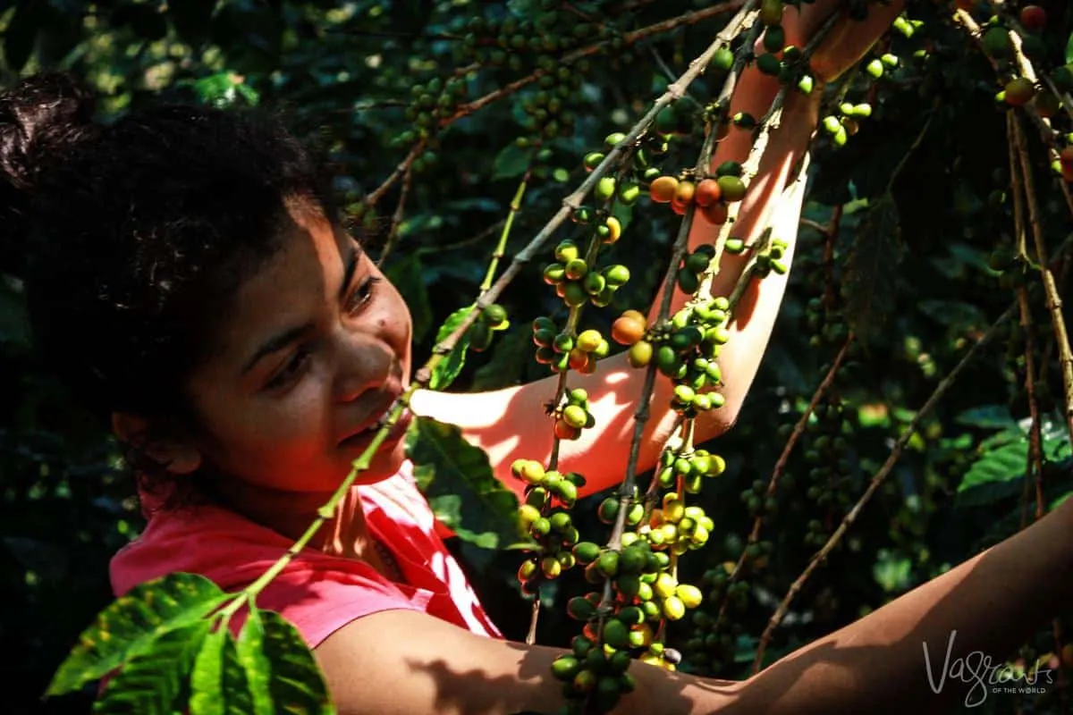 Coffe Farms in Matagalpa Nicaragua