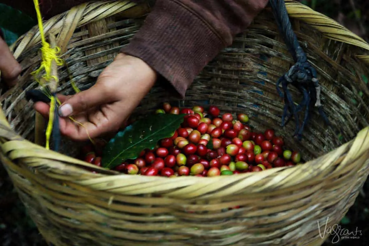 Coffee harvest Matagalpa Nicaragua