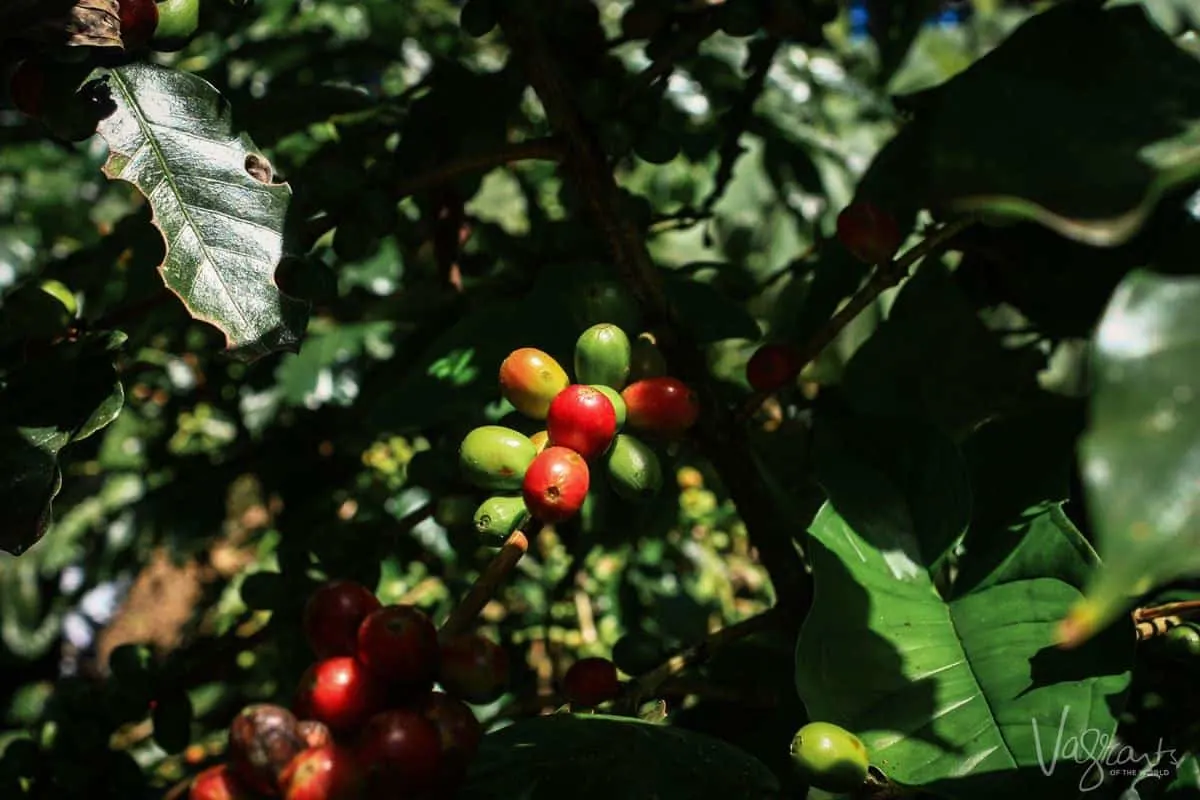 Coffe plantation in Matagalpa Nicaragua