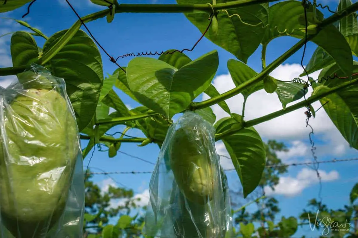 Agritourism Matagalpa