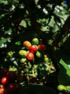 Coffe plantation in Matagalpa Nicaragua