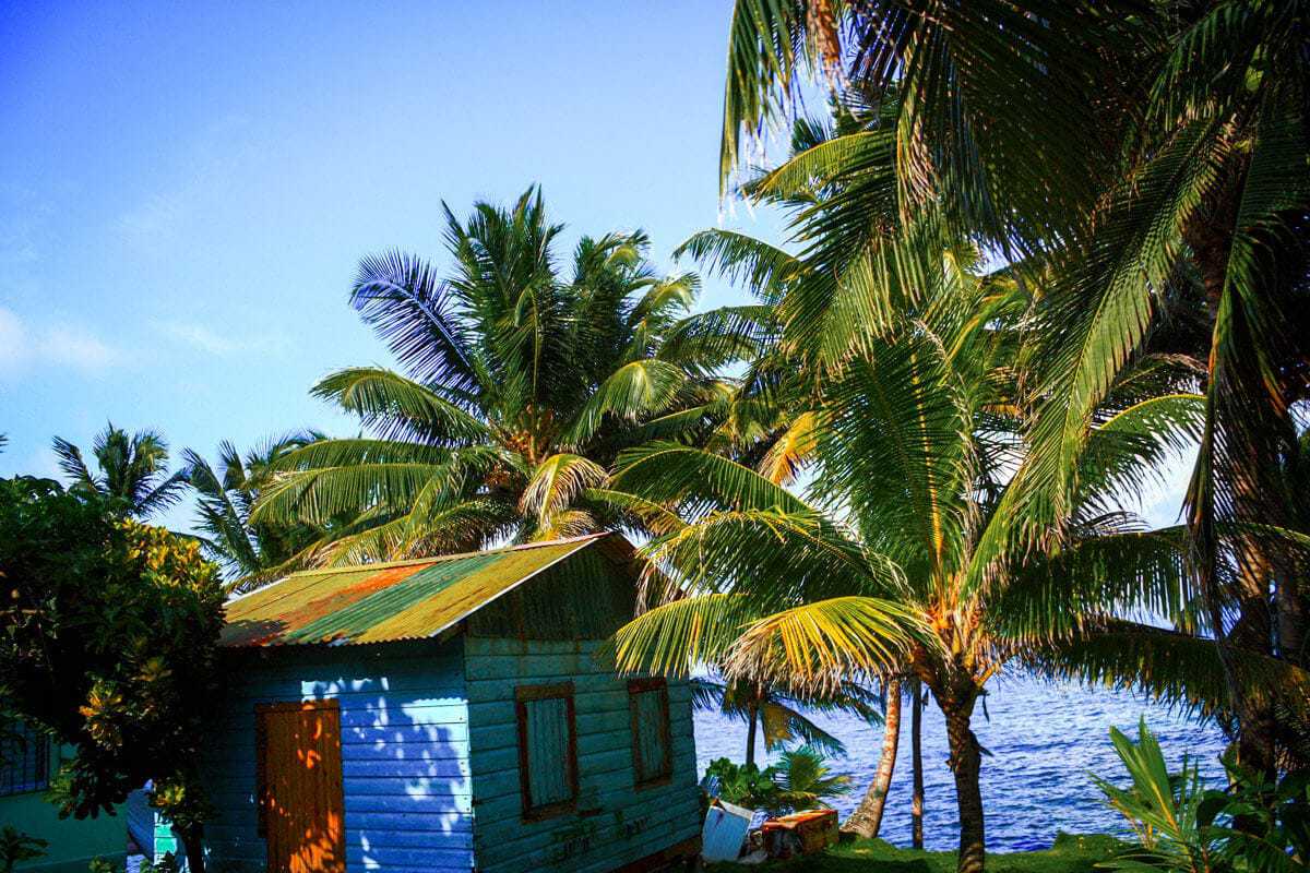 palm trees and colorful hut