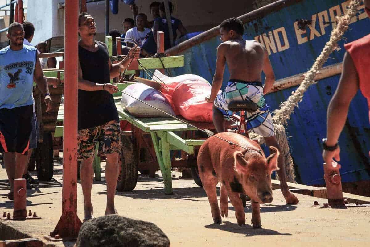 pig on a leash at Carribbean port