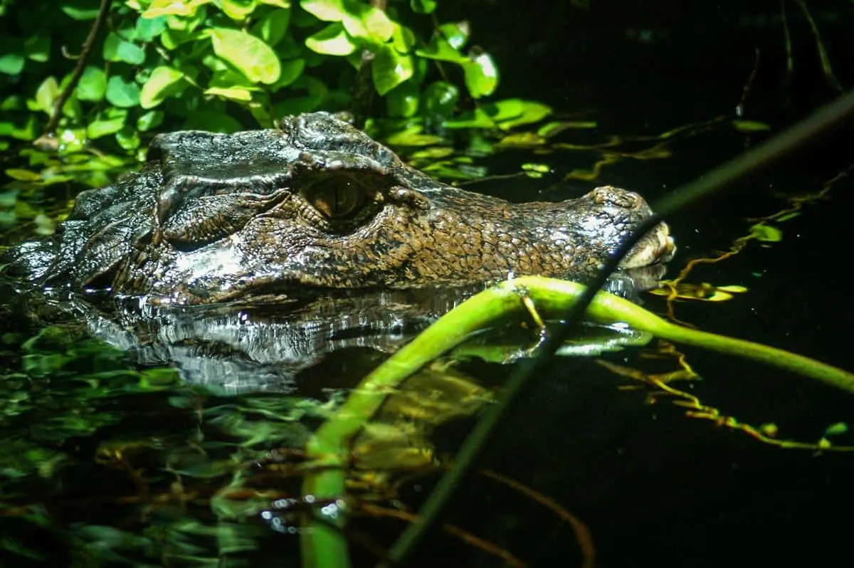 Caiman on Ometepe Island