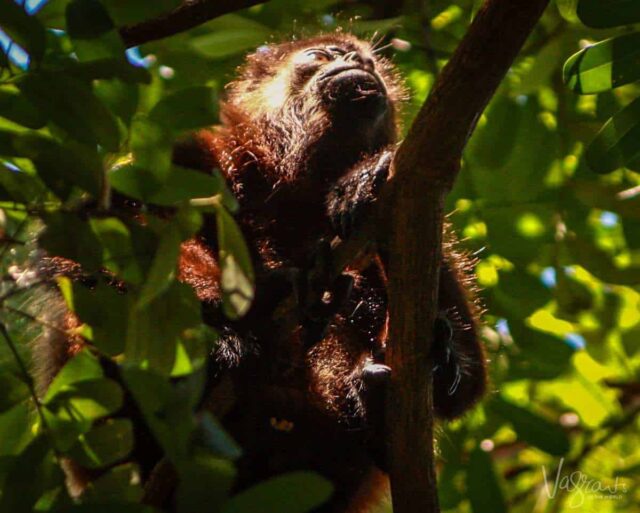 8 Reasons You Should Visit Ometepe Island Nicaragua. | Vagrants Of The ...