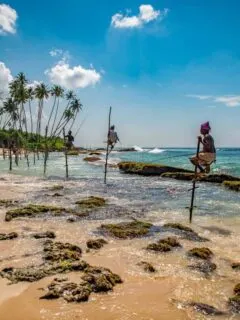 Pole fisherman in Sri Lanka