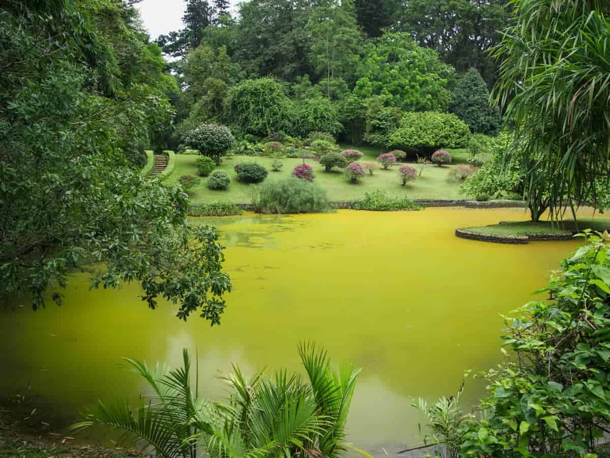 Botanical Gardens Kandy Sri lanka