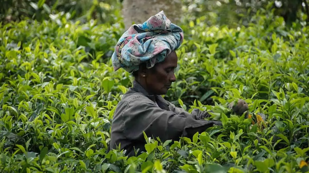 Sri Lanka Tea Plantations