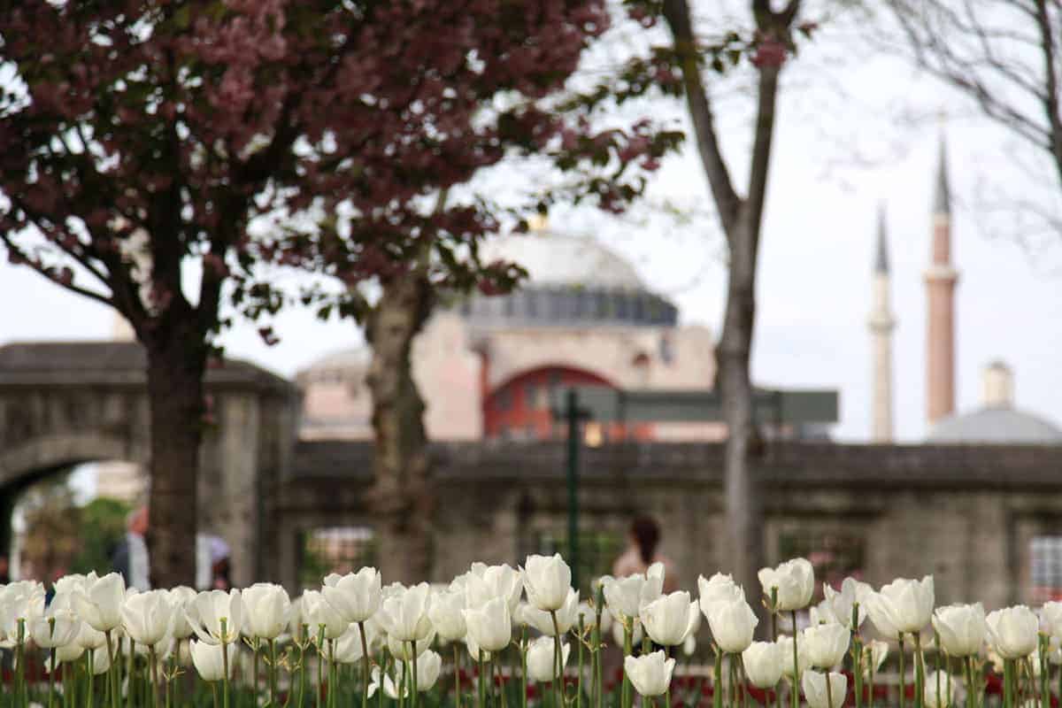 Spring - Tulip season in Istanbul