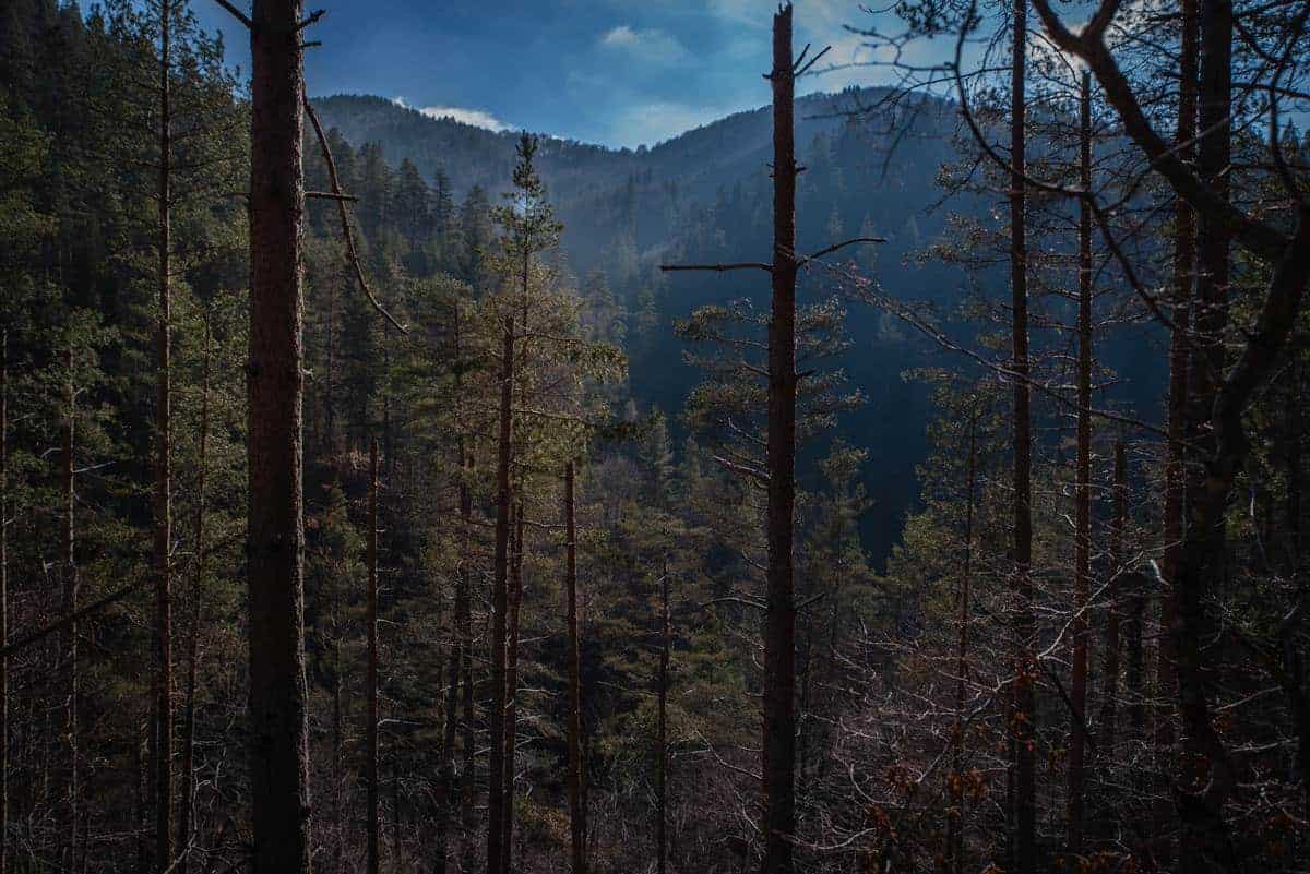 Trees in the Rhodope Mountains Bulgaria