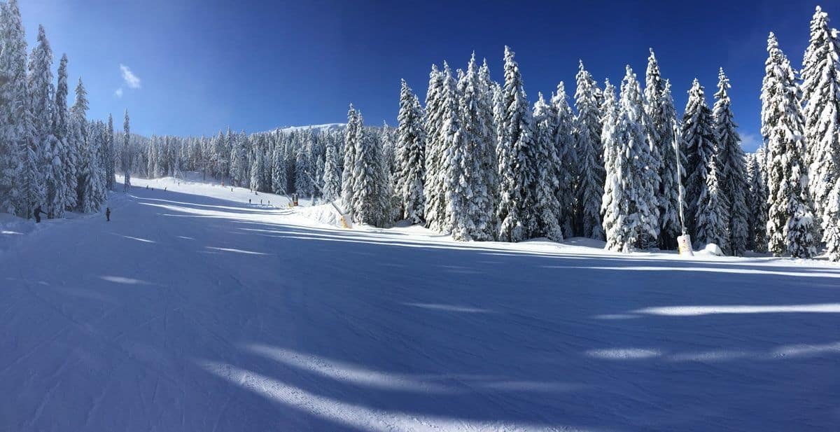 A groomed run winding between snow-laden spruce trees at Borovets