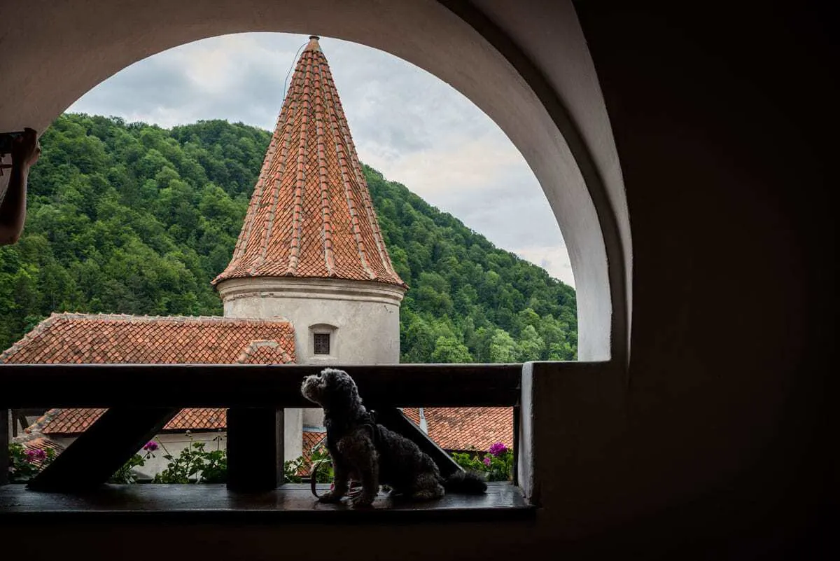 Our dog Sprocket enjoying the view from dracula's castle romania.