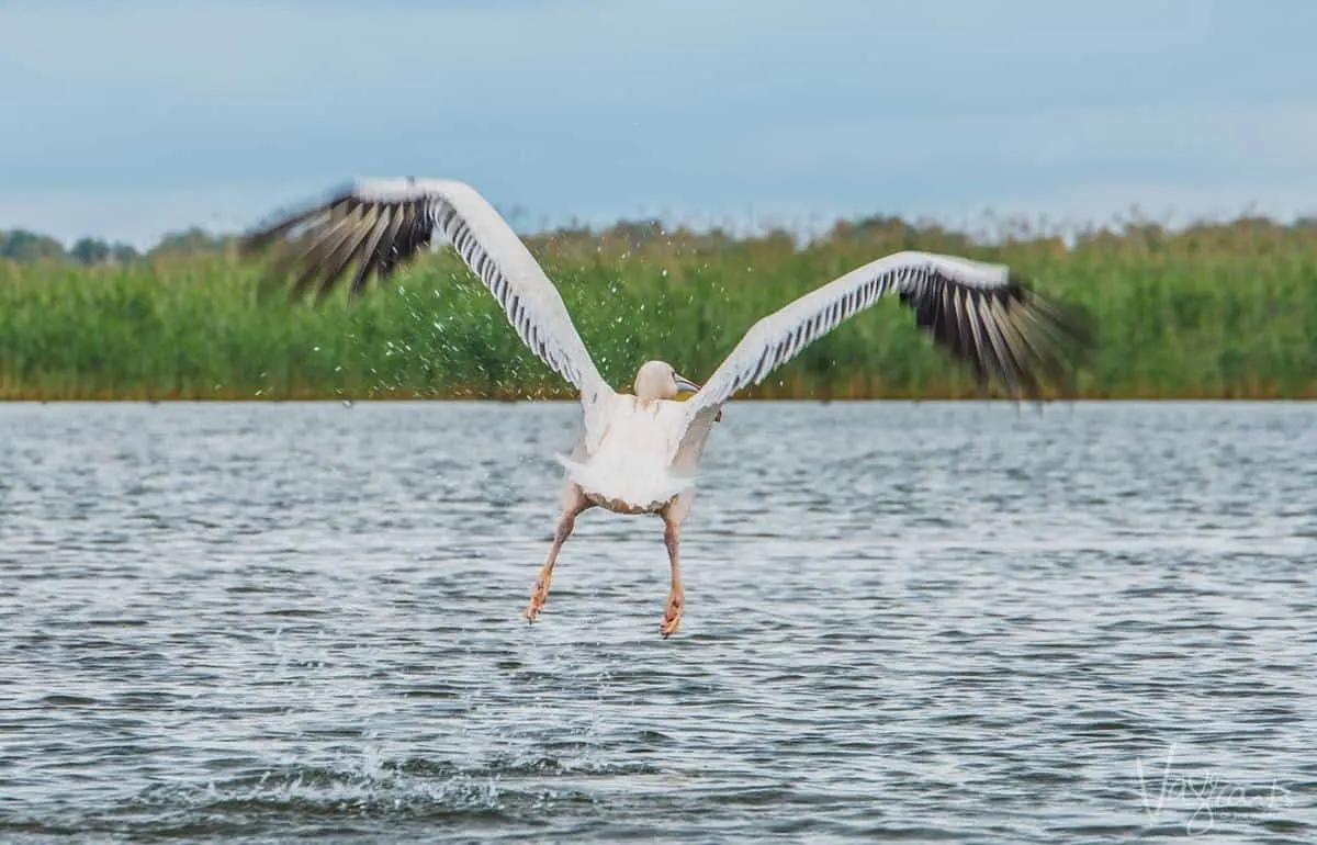 Danube Delta Romania