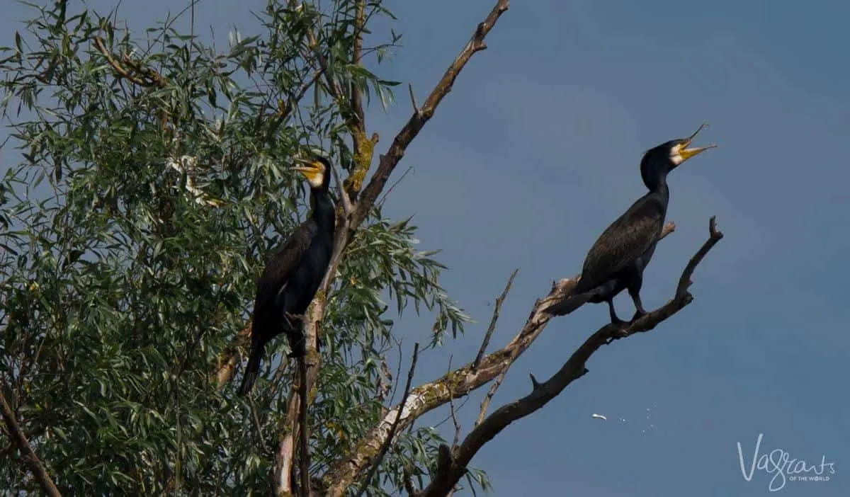 Danube Delta Romania