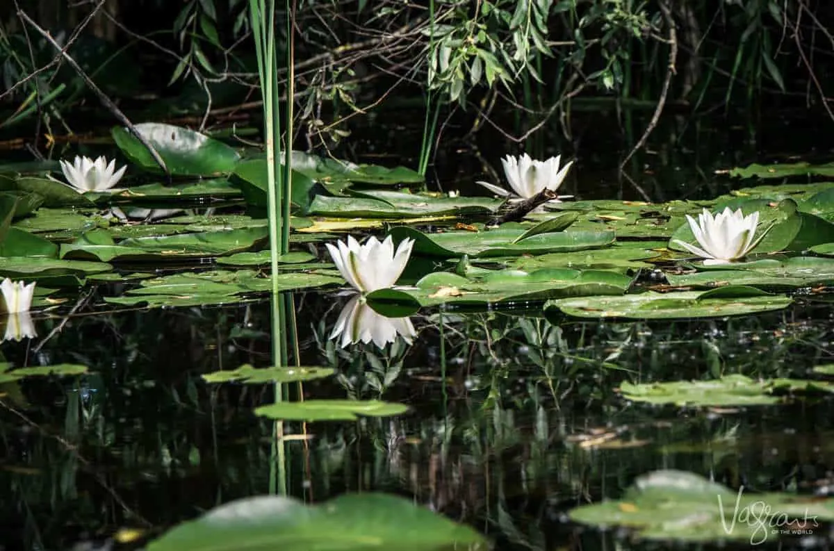 Danube Delta Romania